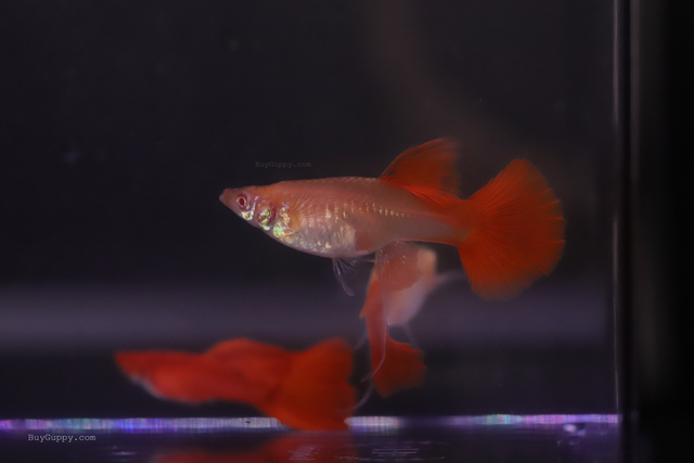 Albino Full Red Ribbon Guppy female long ribbon