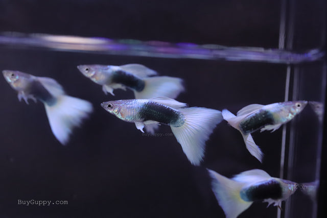 HB White guppy for sale