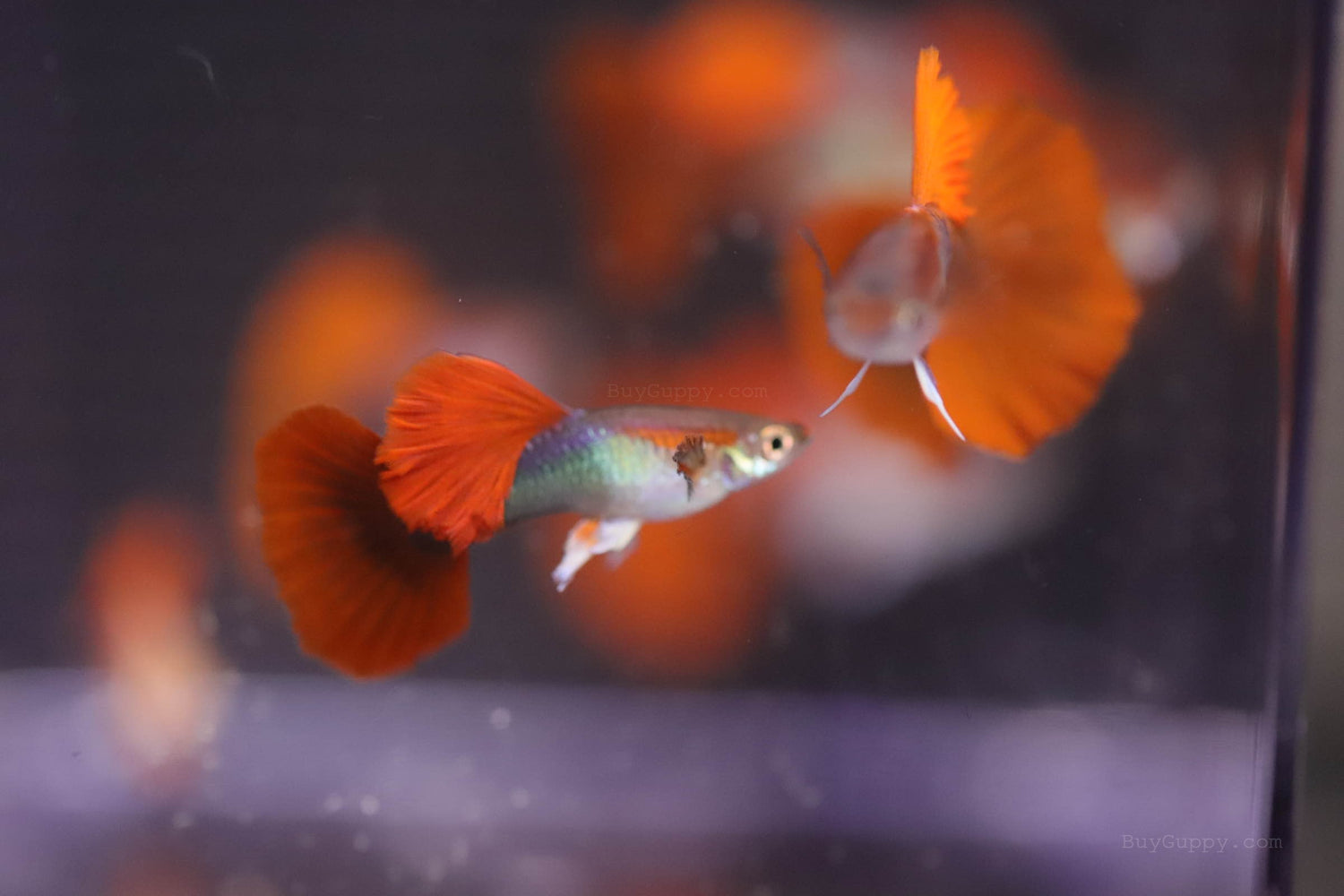 Hb Red Rose Guppy – BuyGuppy.com