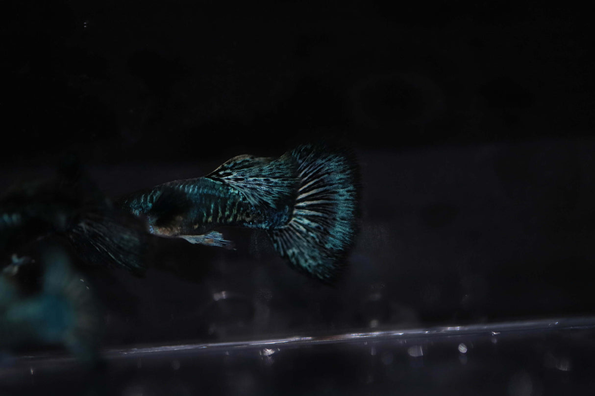 Green dragon guppy ultra high quality 4k