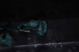 Green dragon guppy ultra high quality 4k