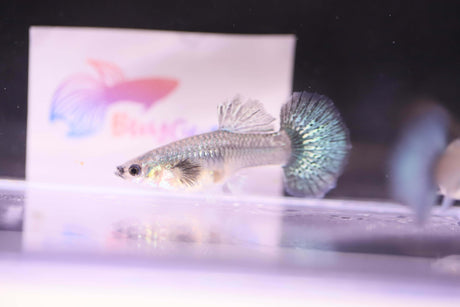 Green dragon guppy female