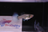 female Purple dragon platinum Guppy