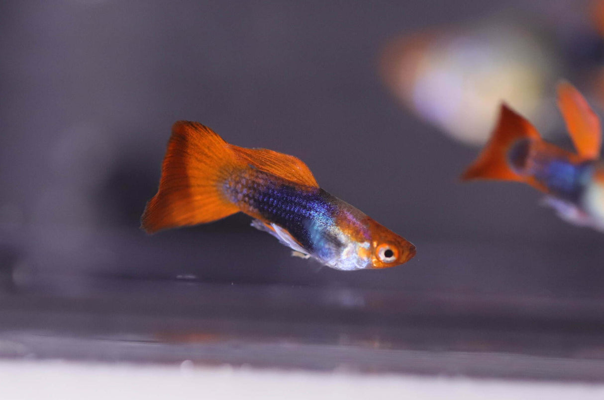 Male Black koi short ribbon sharkfin guppy