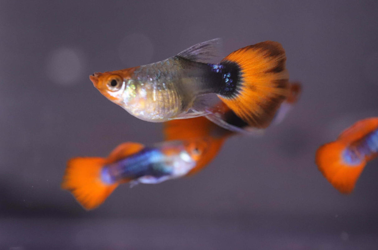 Female Black koi short ribbon sharkfin guppy