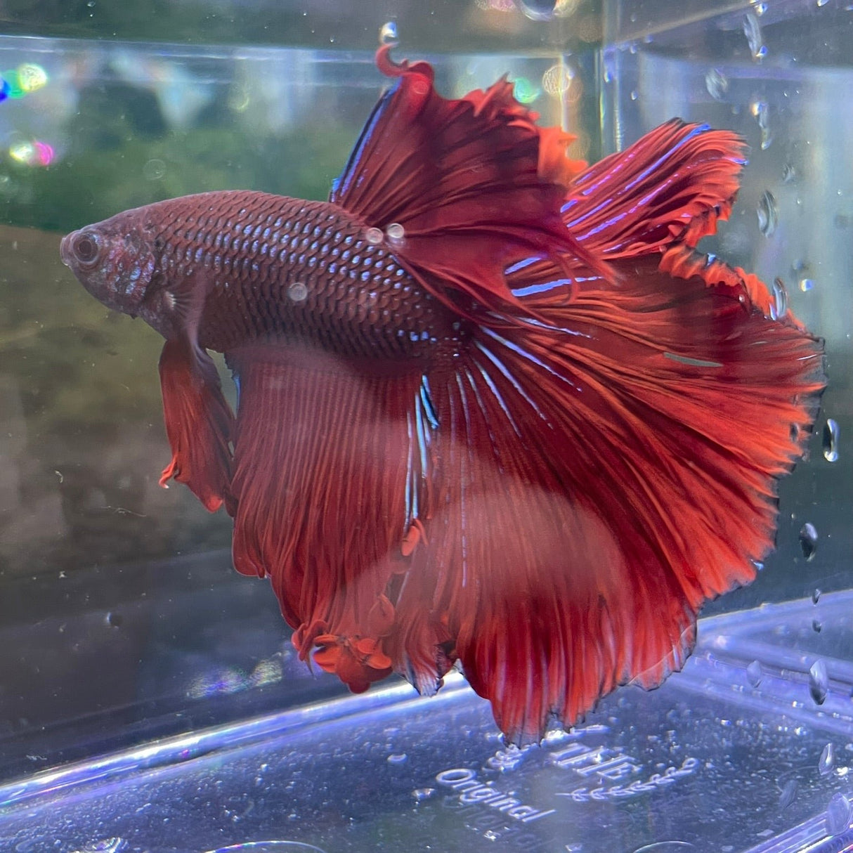 Red halfmoon betta male (1-JR2W)