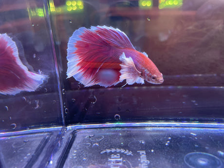 Dumbo Halfmoon Male Betta (1-71B5)