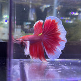 Dumbo Halfmoon Male Betta (1-71B5)