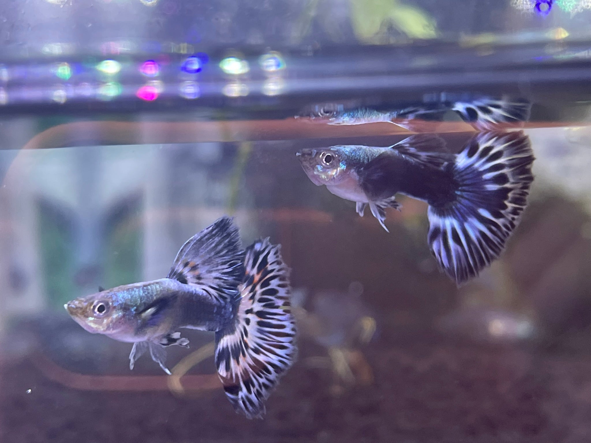 Ivory Mosaic Guppy – BuyGuppy.com