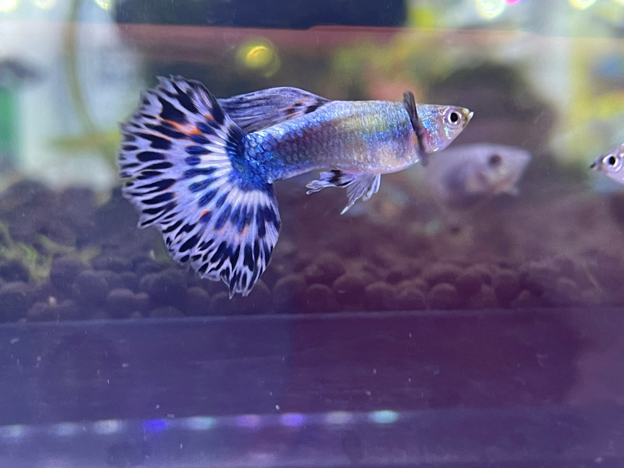 Ivory Mosaic Guppy for sale