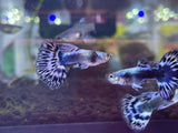 Group of Ivory Mosaic Guppy