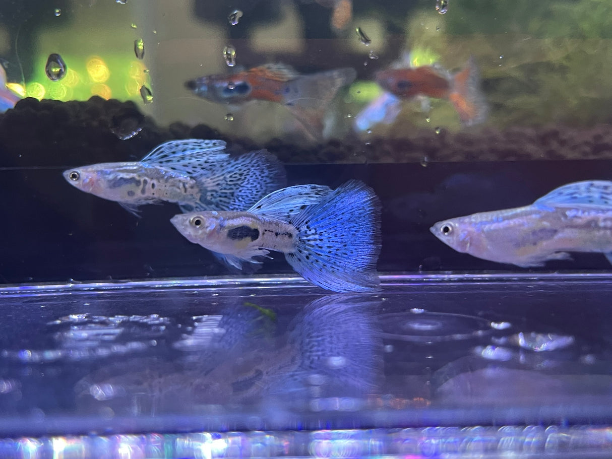 Blue Grass Guppy for sale