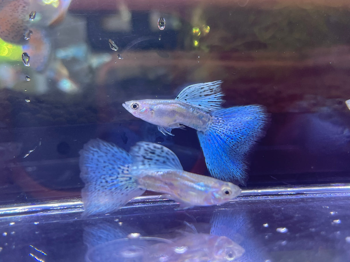 Blue Grass Guppy - BuyGuppy.com