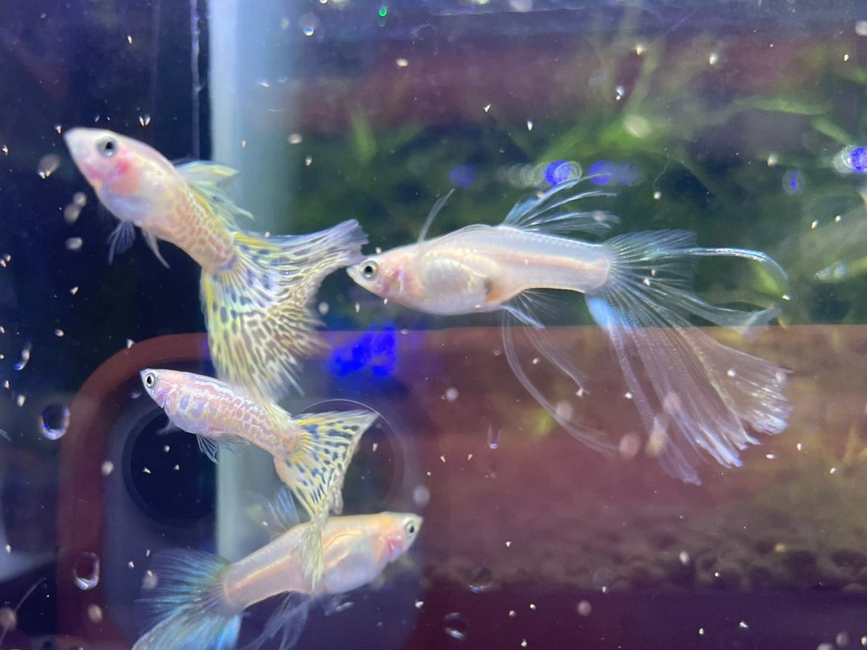 Yellow Lace Swallow guppy – BuyGuppy.com