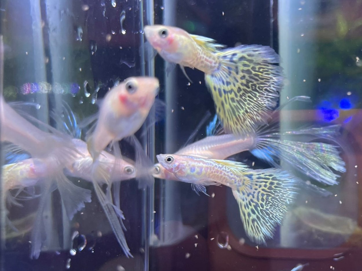 Yellow Lace Swallow guppy – BuyGuppy.com