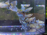 White Snakeskin Mosaic Guppy