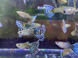 White Snakeskin Mosaic Guppy