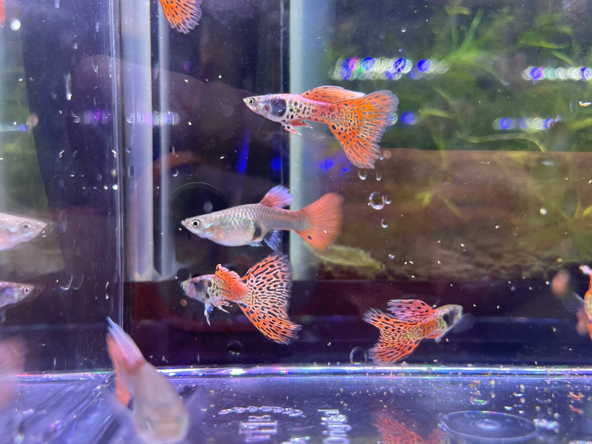 Metal Rose Red guppy