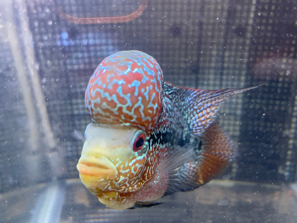 F3 Flowerhorn (G00905)