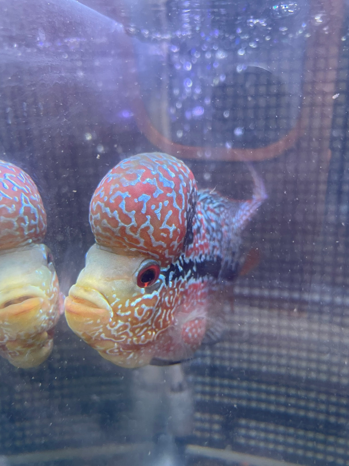 F3 Flowerhorn (G00905)