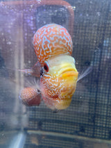 F3 Flowerhorn (G00905)