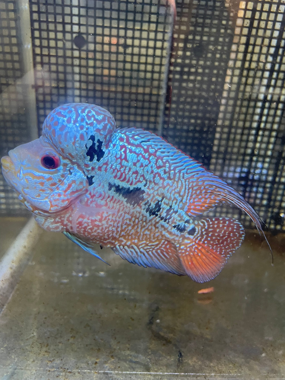 F3 Flowerhorn (G00906)