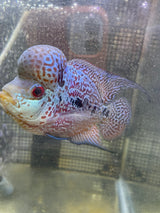 F3 Flowerhorn (G00906)