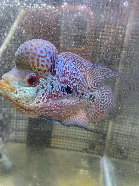 F3 Flowerhorn (G00906)