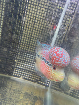 F3 Flowerhorn (G00908)