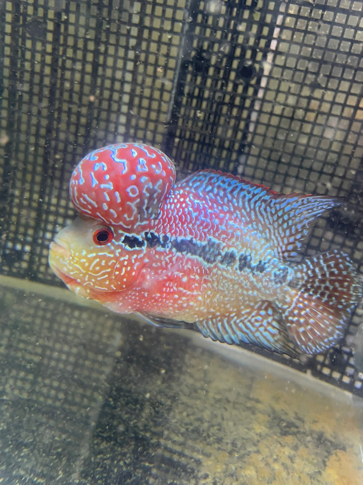 F3 Flowerhorn (G00908)