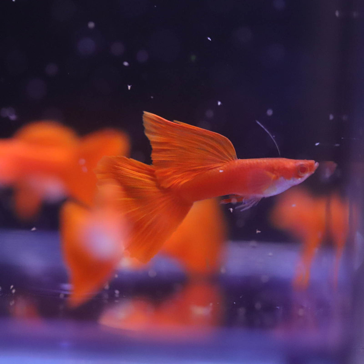 Albino Full Red Guppy – BuyGuppy.com