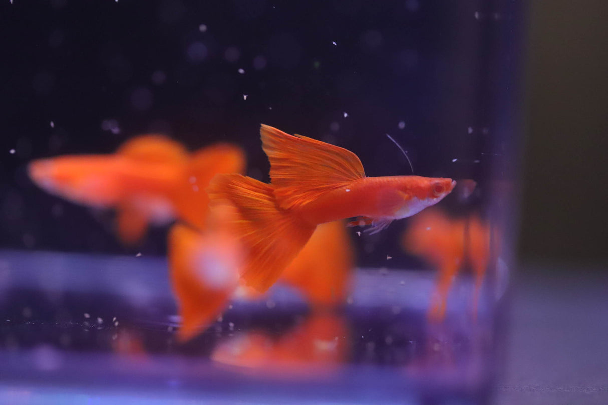 Albino Full Red Guppy