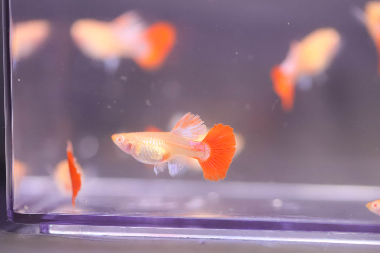 Albino Red Rose Guppy