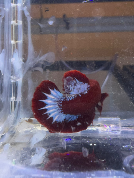 Betta Male (S-03046)