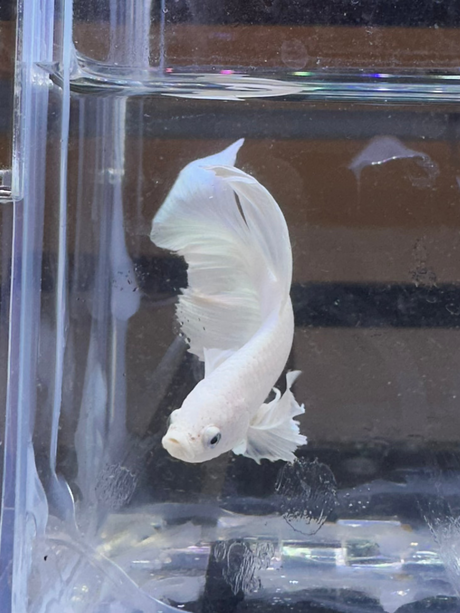 Betta Pair (P-03041)