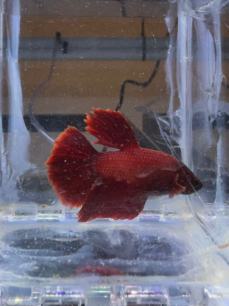 Betta Male (S-03043)