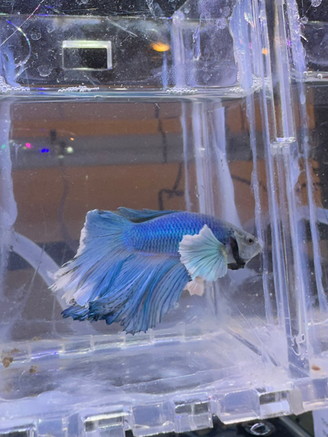 Betta Male (S-03042)