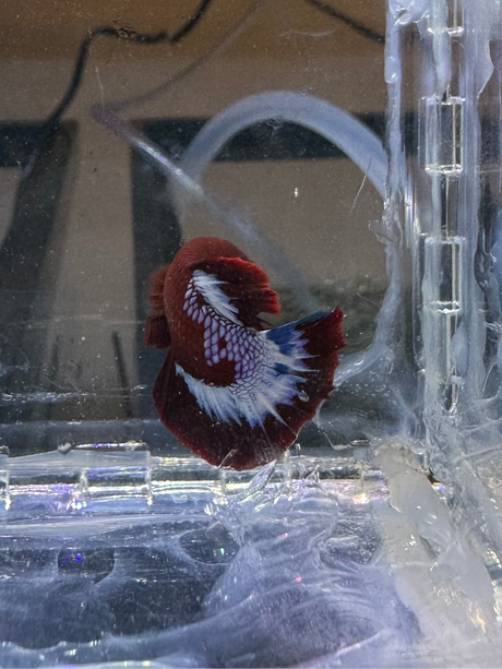 Betta (S-03041)