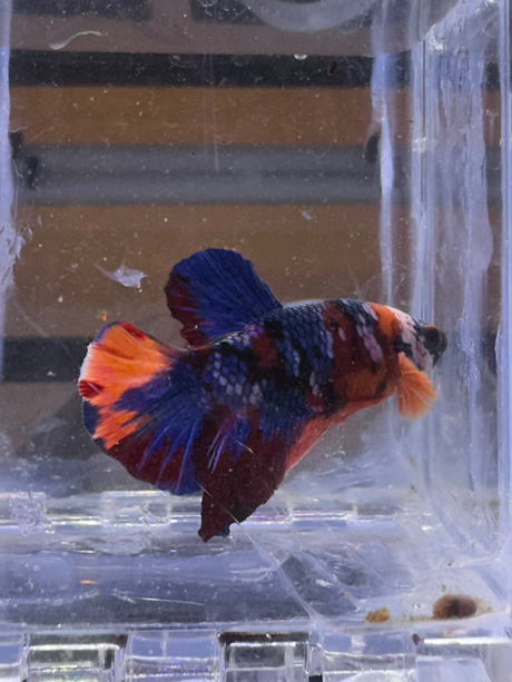 Betta (S-03045)