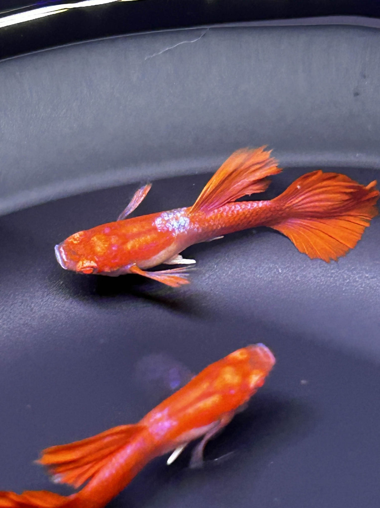 Albino Red Rose Guppy