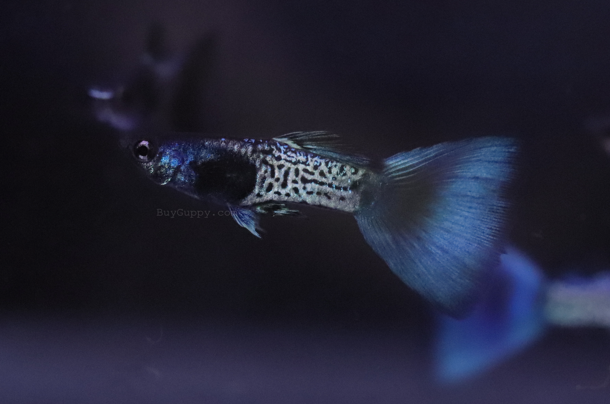 Metal Blue Guppy