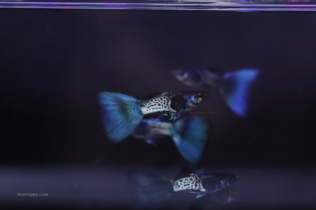 live Metal Blue Guppy