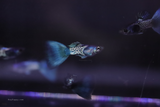 Metal Blue Guppy for sale