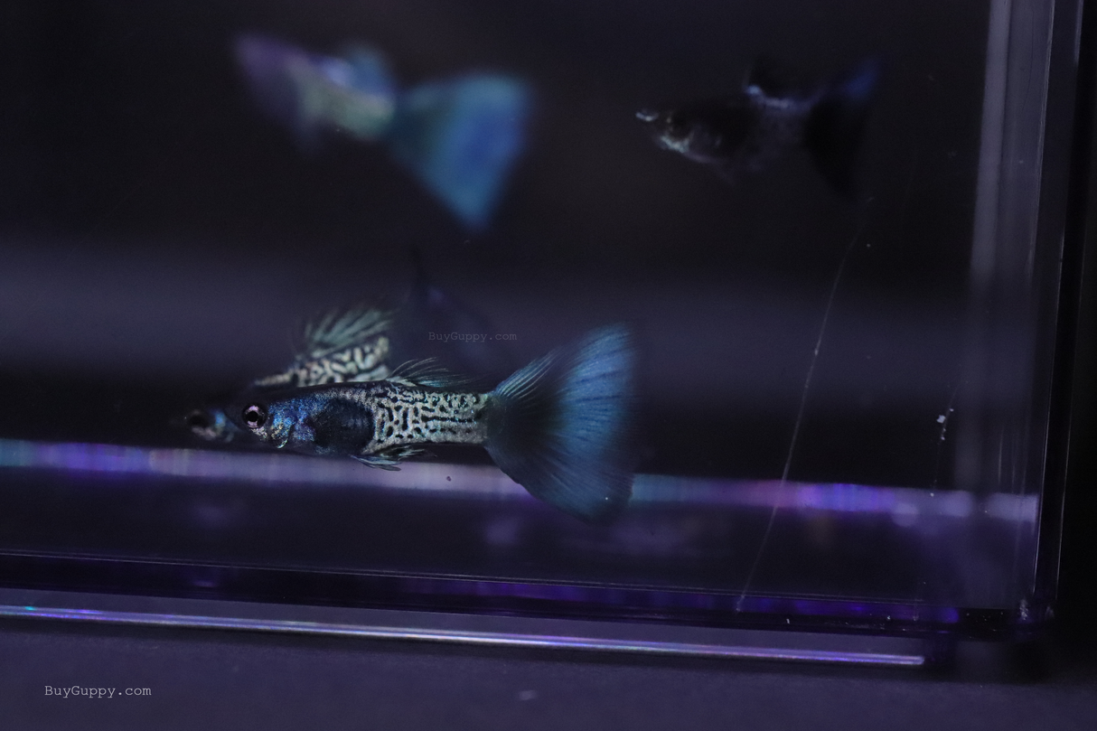 Metal Blue Guppy