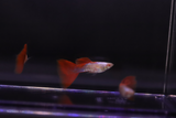 Albino King Cobra Red Tail Guppy for sale