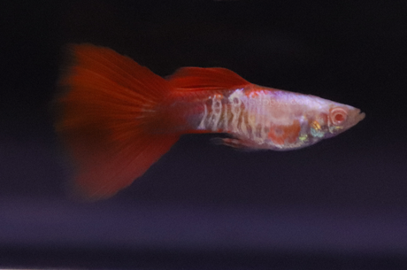 Albino King Cobra Red Tail Guppy