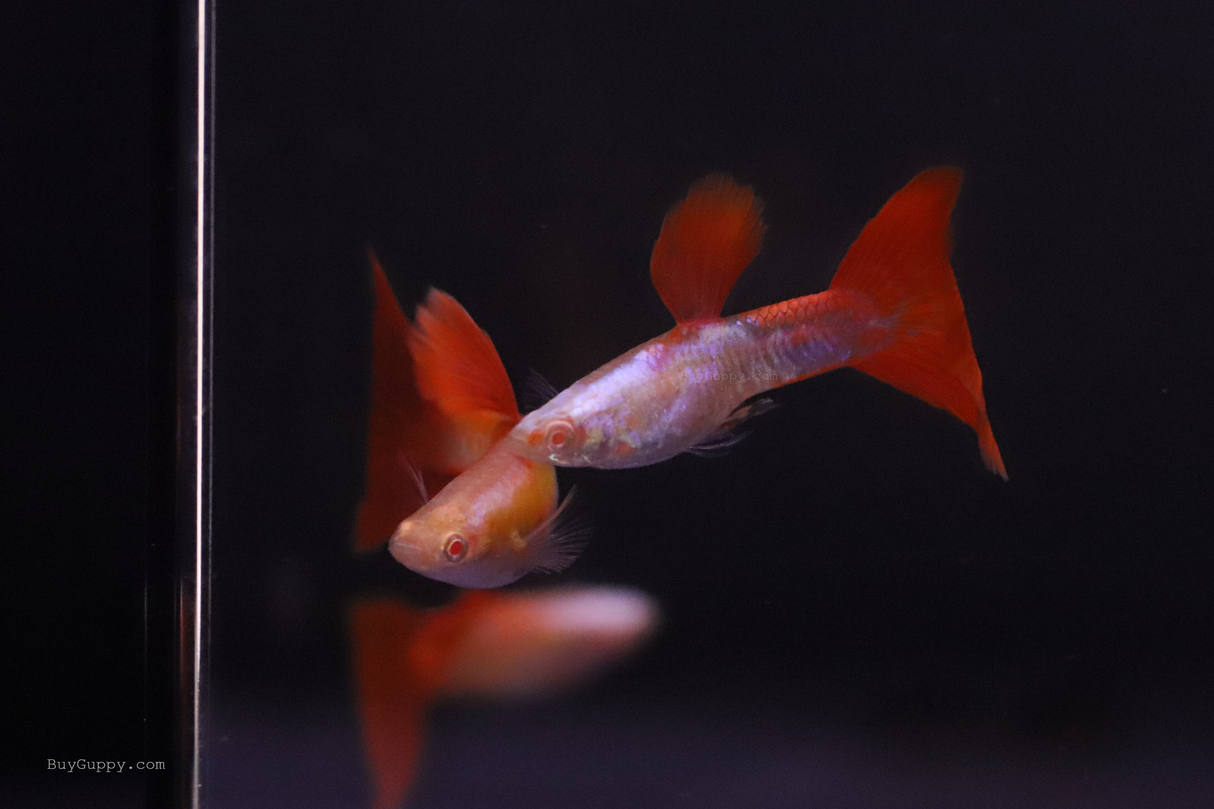 Albino King Cobra Red Tail Guppy