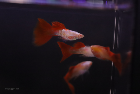 group of Albino King Cobra Red Tail Guppy 