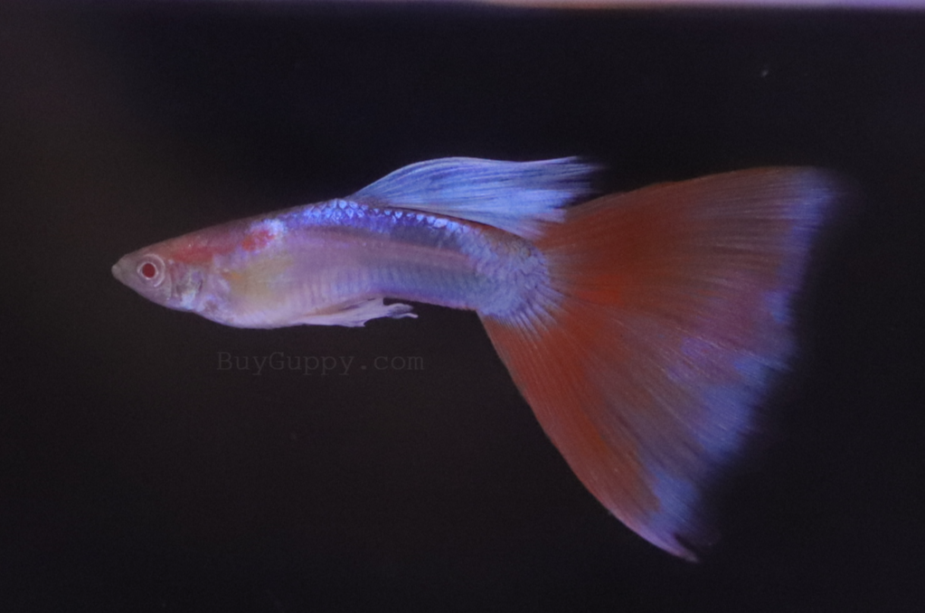 Red Topaz Guppy