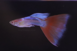 Red Topaz Guppy